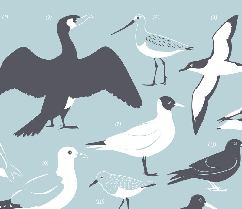 Close up of British Coastal Birds Screen Print in duck egg blue